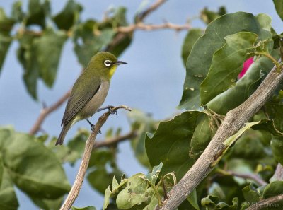 Japanese White-Eye (Zosterops japonicus)