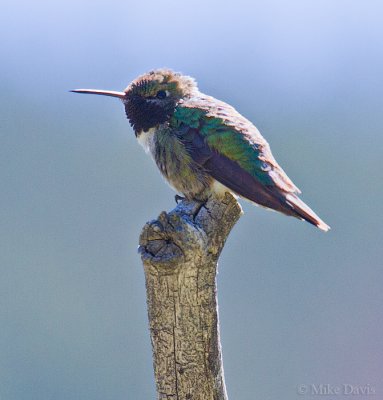 Broad-tailed hummingbird (Selasphorus platycercus)