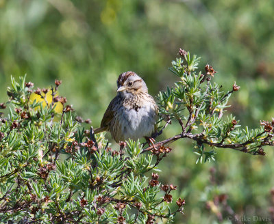 Lincoln's sparrow (Melospiza lincolnii)