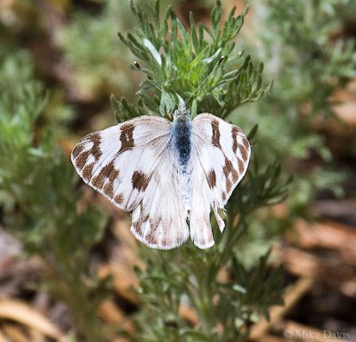 Checkered white (Pontia protodice)