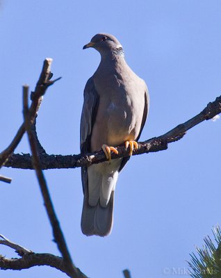 Band-tailed pigeon (Patagioenas fasciata)