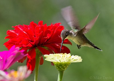 Ruby-throated hummingbird (Archilochus colubris)