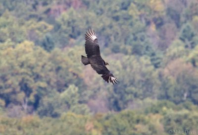 Black Vulture (Coragyps atratus)