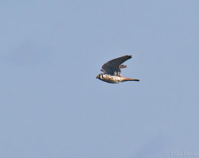 American Kestral (Falco sparverius)