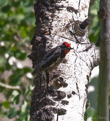Red-naped Sapsucker (Sphyrapicus nuchalis)