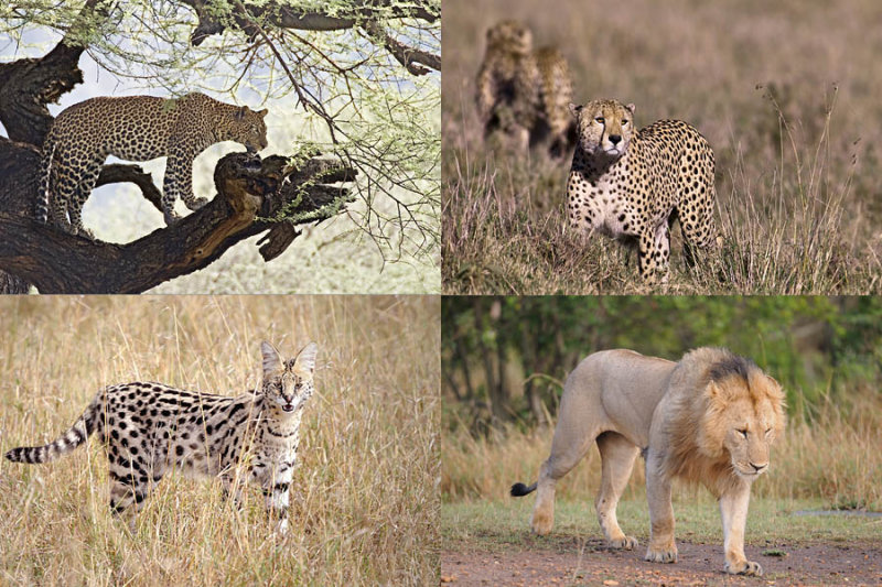 Quadrupeds