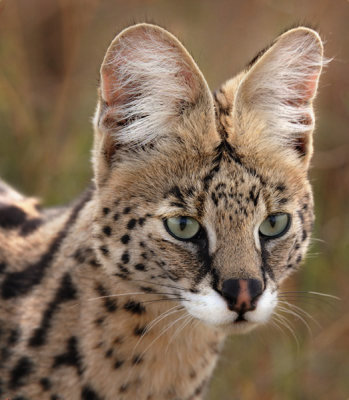 Serval