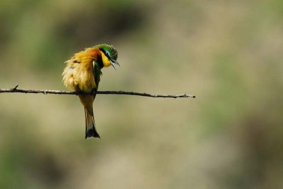 Gupier - Bee-eater
