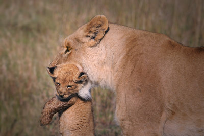 Lionne et lionceau -Mother and son