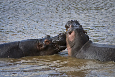 Hippos' hug !