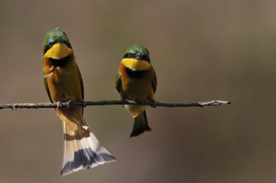 Bee-eaters