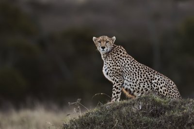 Cheetah watching around at dawn