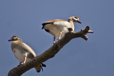 Gooses (Egyptian)