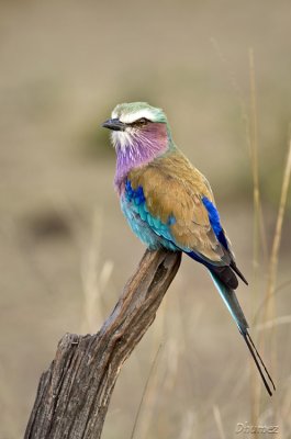  Roller (Lilac-breasted)