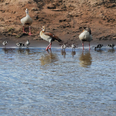 Egyptian gooses family