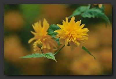 Japanese rose - Kerria japonica 'Pleniflora' - Corte du Japon