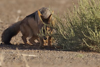 Chacal from the Namib Desert