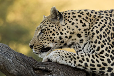 Leopard