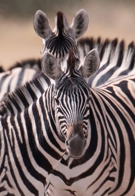 Zebras