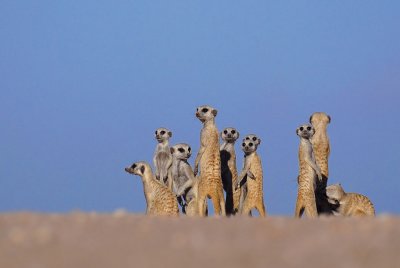 Suricates