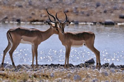 Impalas