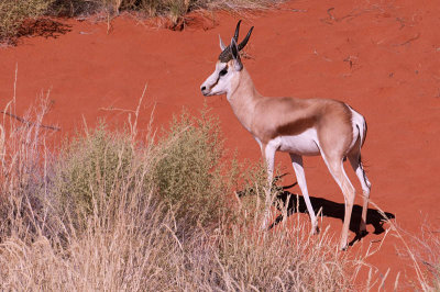 Springbok