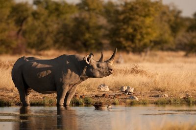 Rhinoceros
