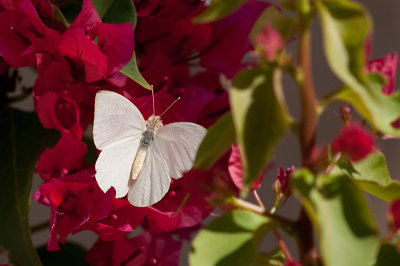 Red and white