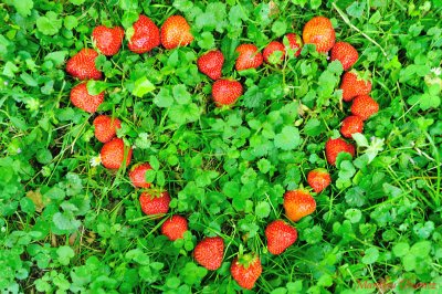 Strawberry fields forever - Beatles 04