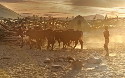 Himba Herd