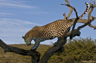 Leopard