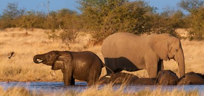 Elephants bathing