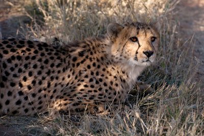 Cheetah