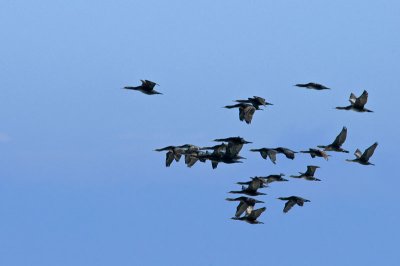 Cormorans