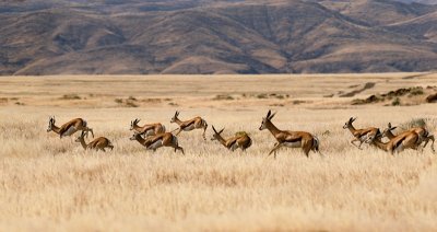 Springboks
