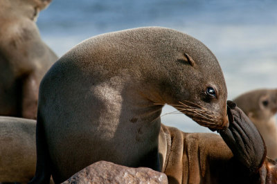 Otaries -seal
