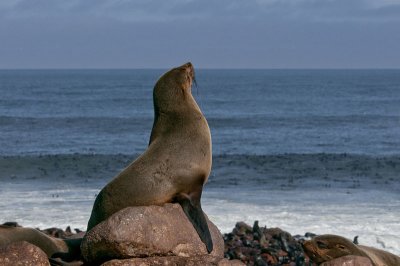 Seal - Otarie