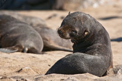 Baby seal - Otarie