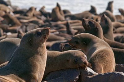 Seals - Otaries