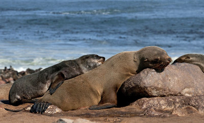 Seals - Otaries