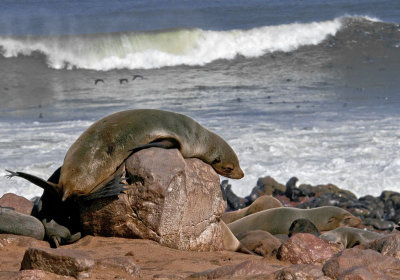 Seals - Otaries