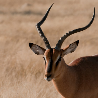 Springbok