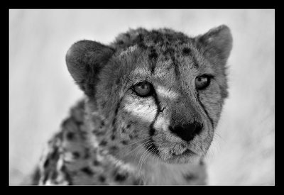 Cheetah