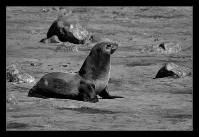 Seals - otaries