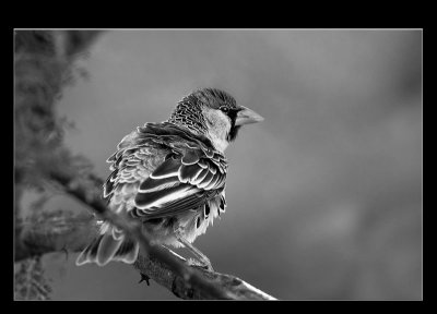 Social weaver