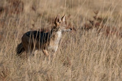 Jackal strolling