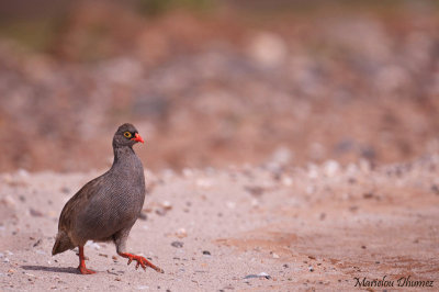 Cape Spurfowl - Francolin criard - Pternistis capensis