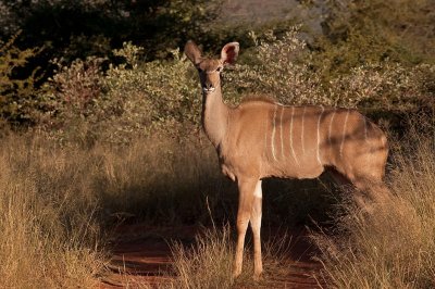 Female Kudu