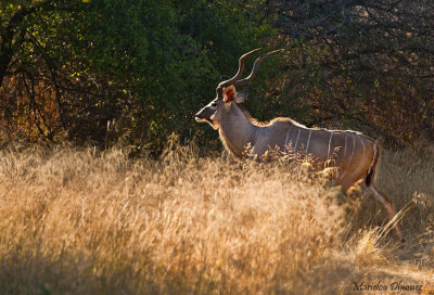 Male Kudu