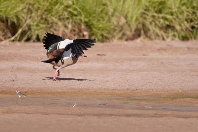 Egyptian Goose -Ouette d'Egypte